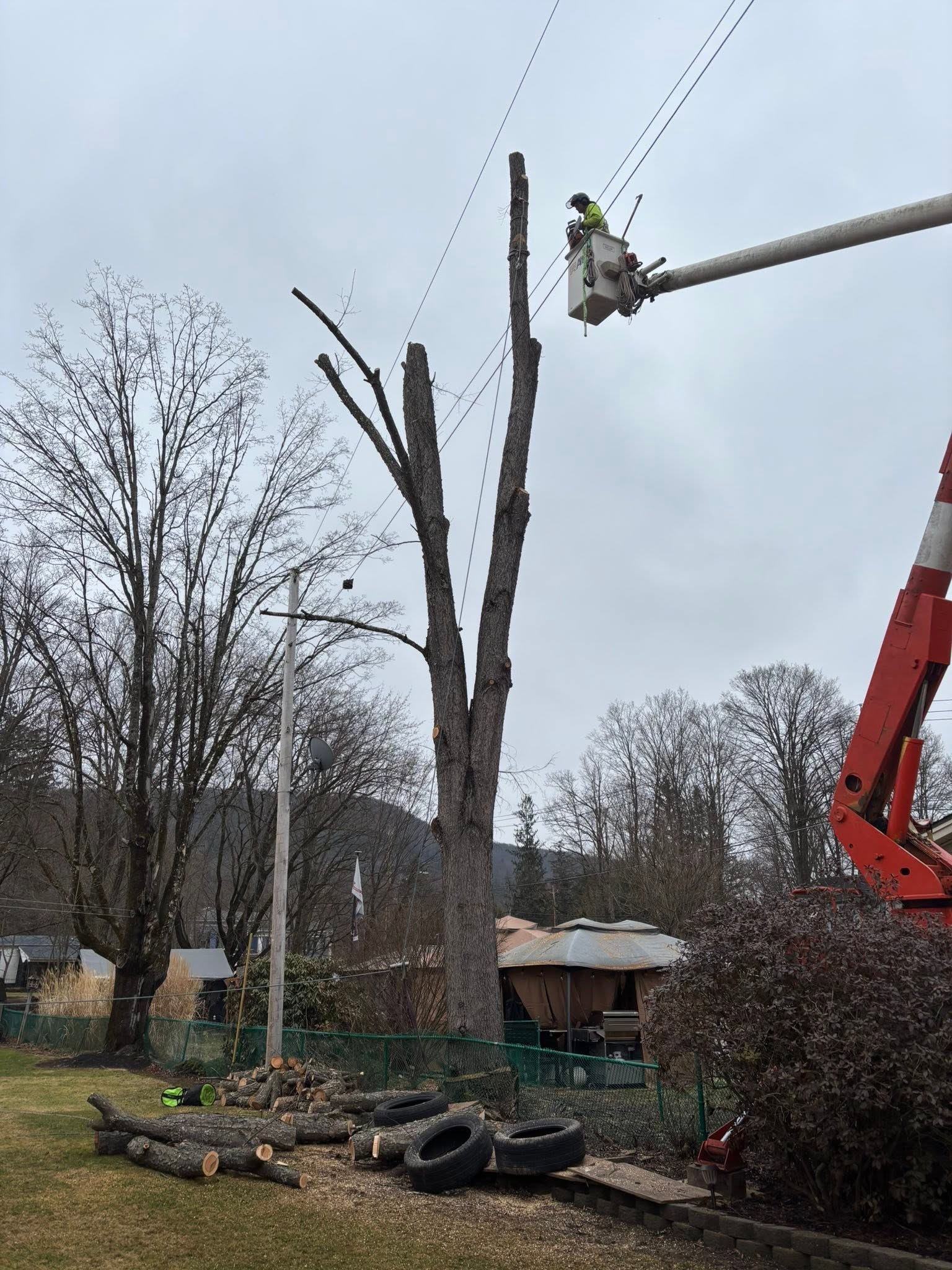 Topping a big maple between the lines